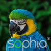 Sophia