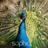 Sophia