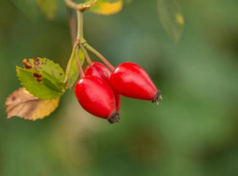 Digitális Összefogás 2.0